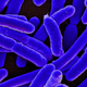A digitally colorized scanning electron micrograph (SEM) of Escherichia coli bacteria, which often cause urinary tract infections.